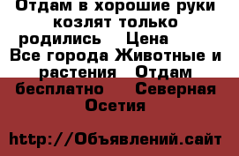 Отдам в хорошие руки козлят.только родились. › Цена ­ 20 - Все города Животные и растения » Отдам бесплатно   . Северная Осетия